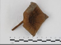 登錄號:F0033771藏品圖，第1張