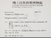 棕色革菌藏品圖，第2張