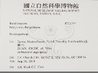 多年臥孔菌屬藏品圖，第2張