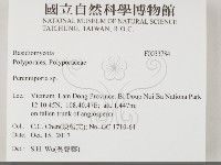 多年臥孔菌屬藏品圖，第2張