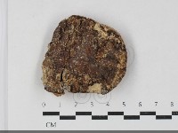 多年臥孔菌屬藏品圖，第1張