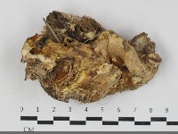 登錄號:F0033785藏品圖，第1張