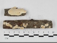 骨皮菌屬藏品圖，第1張