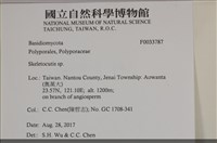 骨皮菌屬藏品圖，第3張