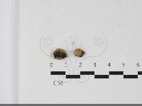 登錄號:F0033799藏品圖，第1張