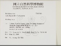 擬射脈菌屬藏品圖，第2張