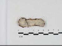 擬射脈菌屬藏品圖，第1張