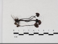 登錄號:F0033801藏品圖，第1張