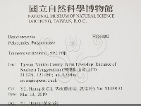 雲芝藏品圖，第2張