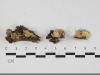 雲芝藏品圖，第1張