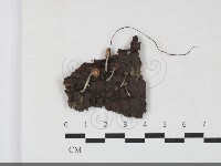 登錄號:F0033805藏品圖，第1張