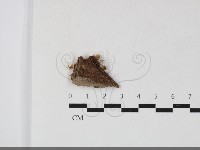 小菇屬藏品圖，第1張