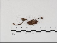 登錄號:F0033807藏品圖，第1張