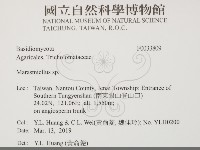 微皮傘屬藏品圖，第2張