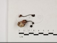 登錄號:F0033812藏品圖，第1張