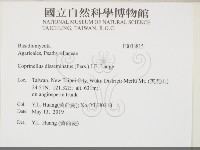 簇生鬼傘藏品圖，第2張