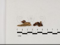 登錄號:F0033818藏品圖，第1張