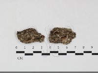 登錄號:F0033821藏品圖，第1張