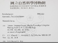 微皮傘屬藏品圖，第2張