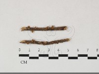 微皮傘屬藏品圖，第1張