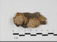 附毛菌屬藏品圖，第1張