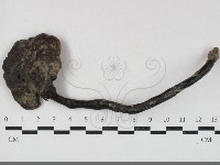 靈芝屬藏品圖，第1張