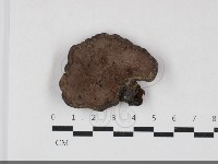 靈芝屬藏品圖，第3張