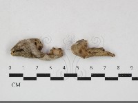 登錄號:F0033832藏品圖，第1張