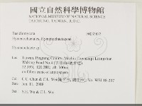 刺革菌屬藏品圖，第2張