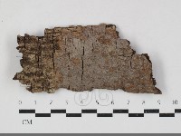 刺革菌屬藏品圖，第1張