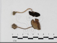 登錄號:F0033837藏品圖，第1張