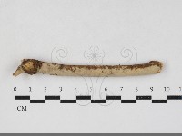 登錄號:F0033838藏品圖，第1張