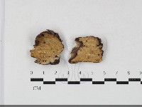 剛毛絲皮菌藏品圖，第1張