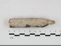 刺皮菌屬藏品圖，第1張