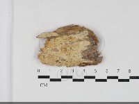 登錄號:F0033844藏品圖，第1張