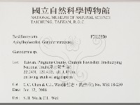 靈芝屬藏品圖，第2張