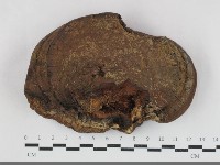 靈芝屬藏品圖，第1張