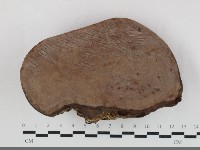 靈芝屬藏品圖，第3張