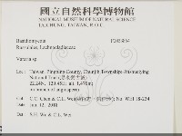 叉絲革菌屬藏品圖，第2張