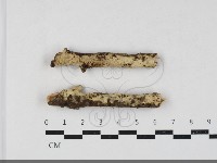 叉絲革菌屬藏品圖，第1張