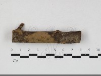 刺革菌屬藏品圖，第1張