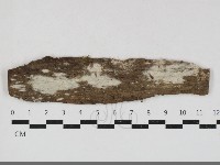 絲皮菌屬藏品圖，第1張