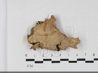 蠔韌革菌藏品圖，第1張