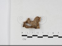 登錄號:F0033866藏品圖，第1張