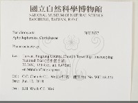 顯絲菌屬藏品圖，第2張