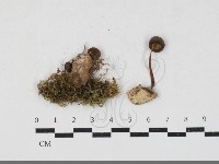 登錄號:F0033878藏品圖，第1張