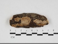 刺皮菌屬藏品圖，第1張