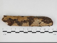 刺皮菌屬藏品圖，第1張