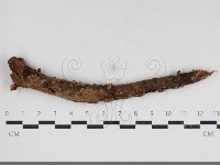 登錄號:F0033886藏品圖，第1張