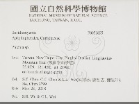 射脈菌屬藏品圖，第2張